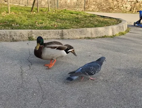 Parco giochi “Giorgio Perlasca”