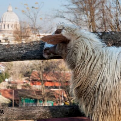 Il Bosco Sotto Casa – La Fattorietta